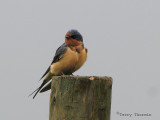 Barn Swallow 3.jpg