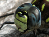 Aeshna palmata - Paddle-tailed Darner 4a.jpg