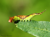 Furcula occidentalis - False Hornworm 1.jpg