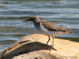 Spotted Sandpiper fall 1.jpg