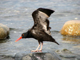 Black Oystercatcher 2.jpg