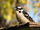 Downy Woodpecker 14.jpg