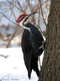 Pileated Woodpecker 5.jpg