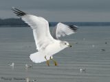 Ring-billed Gull in flight 2.jpg