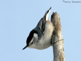 White-breasted Nuthatch 8.jpg