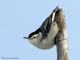 White-breasted Nuthatch 1.jpg