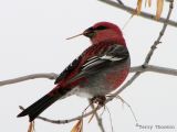 Pine Grosbeak 1.jpg