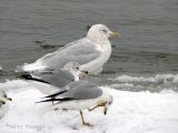 Glaucous Gull and Ring-billed Gulls 1.jpg
