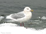 Glaucous Gull adult winter 1a.jpg