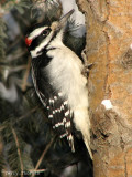 Hairy Woodpecker 7a.jpg
