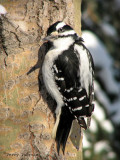 Hairy Woodpecker 6.jpg