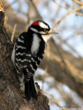 Downy Woodpecker male 1.jpg