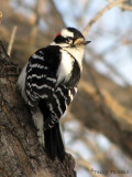 Downy Woodpecker male 2.jpg