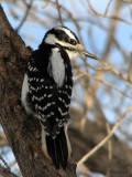 Hairy Woodpecker female 1.jpg