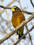 Evening Grosbeak male 2.jpg