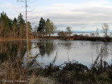 Pond near Qualicum Beach 2.jpg