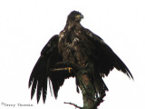 Bald Eagle juvenile drying off 3b.jpg