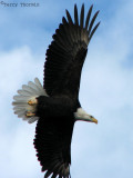 Bald Eagle in flight 1b.jpg