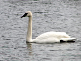 Trumpeter Swan 1a.jpg