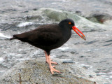 Black Oystercatcher 6a.jpg