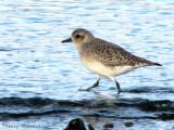 Black-bellied Plover winter 7a.jpg