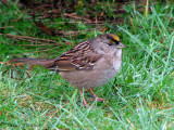 Golden-crowned Sparrow 1a.jpg