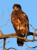 Bald Eagle 2nd year bird 5.jpg