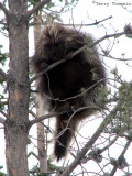 Porcupine 8.jpg