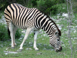 Zebra 2 - Namutoni Etosha N.P.jpg