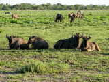 Wildebeasts 3 - Namutoni Etosha N.P.jpg