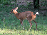 Bush Duiker 1 - NKwazi River Camp.jpg