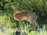 Kirks Dikdik 4 - Namutoni Etosha N.P.jpg