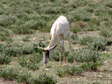 Leucistic Springbuck with malformed horn 1 - Road from Namutoni to Okaukuejo Etosha N.P.jpg