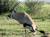 Southern Oryx toiletry 2 - Namutoni Etosha N.P.jpg