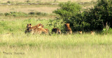 Spotted Hyaenas and Black-backed Jackals at kill 2 - Namutoni Etosha N.P.jpg