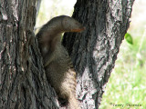 Banded Mongoose 1 - Etosha N.P.jpg