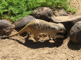 Suricate 2 - Brandberg.jpg