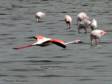 Greater Flamingo in flight 4a - Walvis Bay.jpg