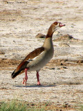 Egyptian Goose 1b - Namutoni Etosha N.P.jpg