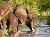 Elephant 1 - Zambezi River Livingstone.jpg