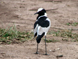 Blacksmith Plover 1a - Chobe N.P.jpg