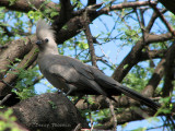 Gray Go-away Bird 1a - Namutoni Etosha N.P.jpg