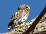 Pearl-spotted Owlet 4b - Brandberg.jpg