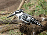 Pied Kingfisher 1a - Chobe N.P.jpg