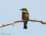 Little Bee-eater 10b - Mayana Village.jpg