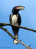 Trumpeter Hornbill 1a - Livingstone Waterfront.jpg