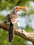 Yellow-billed Hornbill 1a - Mudumo N.P.jpg