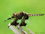 St Lucia Widow - Palpopleura lucia female 1a - Livingstone Waterfront.jpg