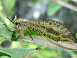 Antlion A3a - Ngomo border crossing Zambezi River.jpg