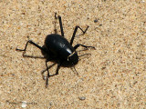 Darkling Beetle 1a - Namib desert near Walvis Bay.jpg